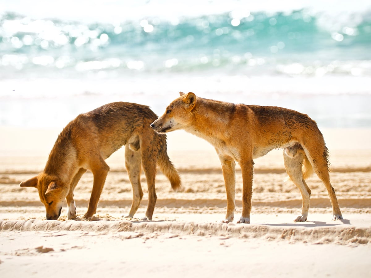Tourist Death In Australia Probed As Drowning Or Dingo Attack